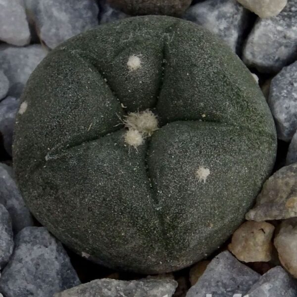 Lophophora  alberto-vojtechii  Vanegas