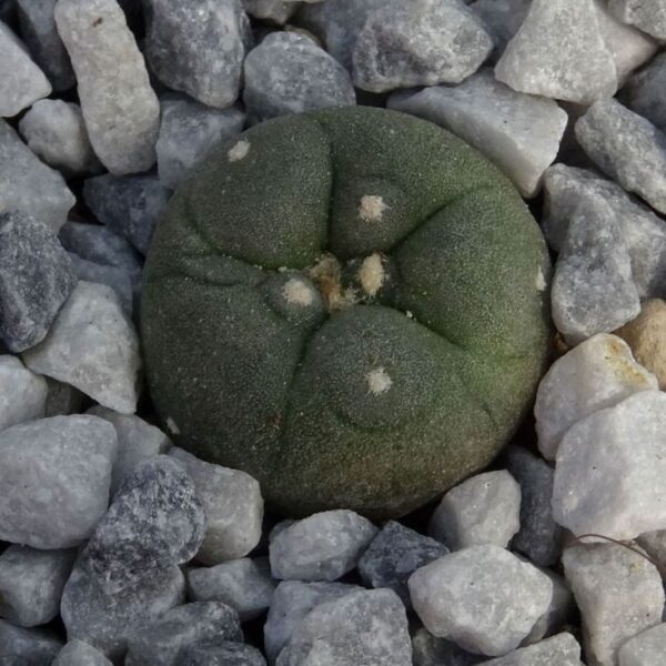Lophophora  alberto-vojtechii  Vanegas