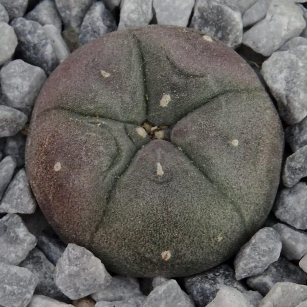 Lophophora  williamsii f. spiralis