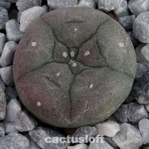 Lophophora  williamsii f. spiralis