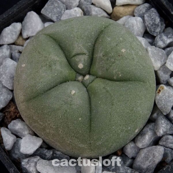 Lophophora  diffusa cv. Koike
