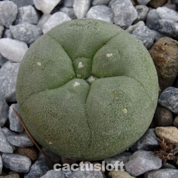 Lophophora  diffusa