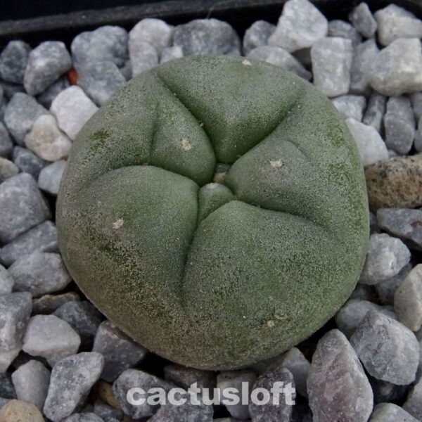 Lophophora  diffusa