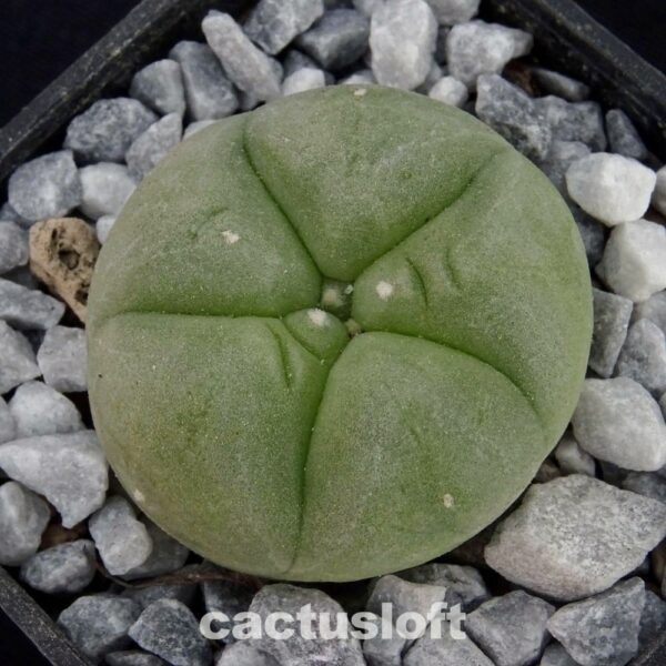 Lophophora  diffusa