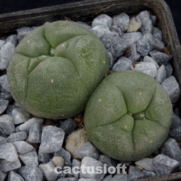 Lophophora  diffusa