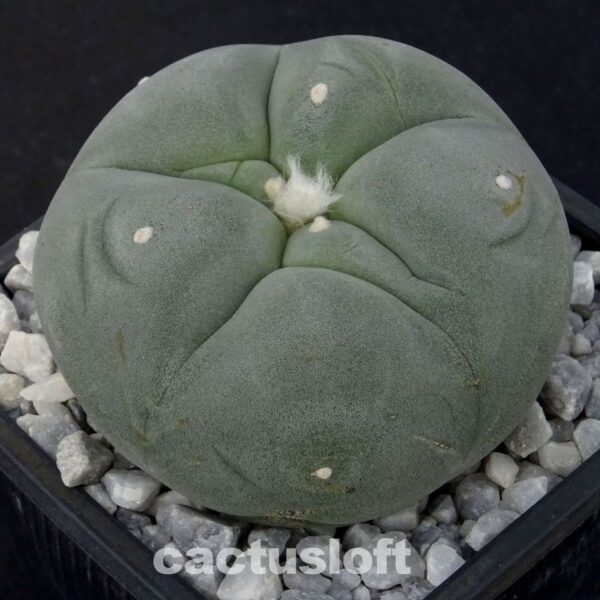 Lophophora  diffusa cv. Long Hair