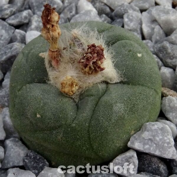 Lophophora  koehresii