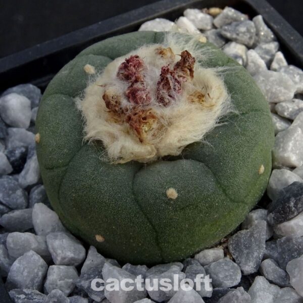 Lophophora  koehresii