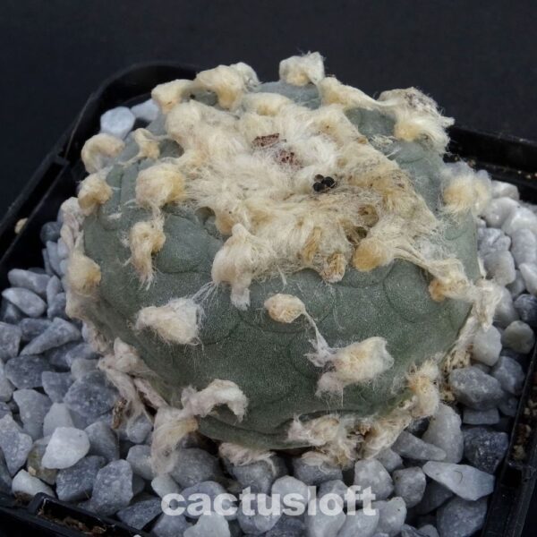 Lophophora  koehresii