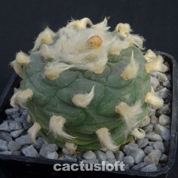 Lophophora  diffusa  x  Lophophora koehresii