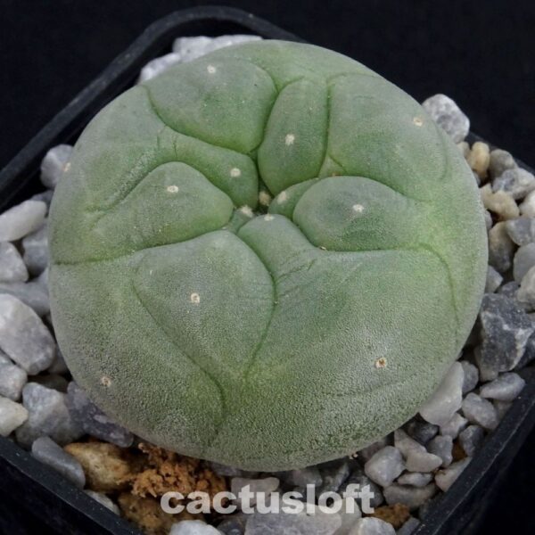 Lophophora  fricii