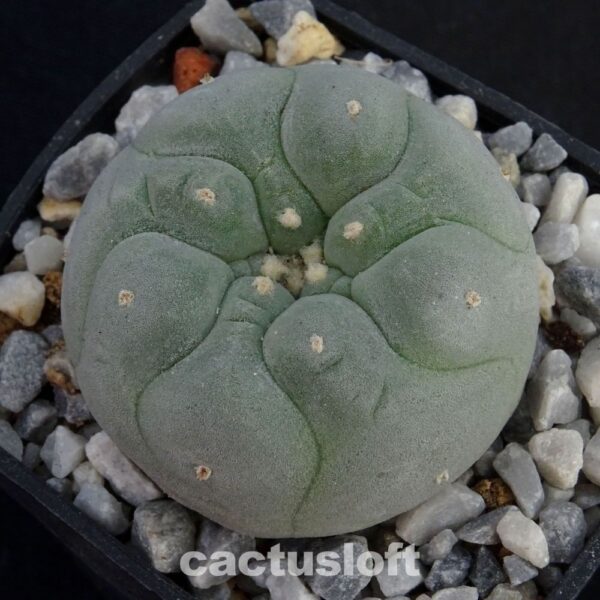 Lophophora  fricii