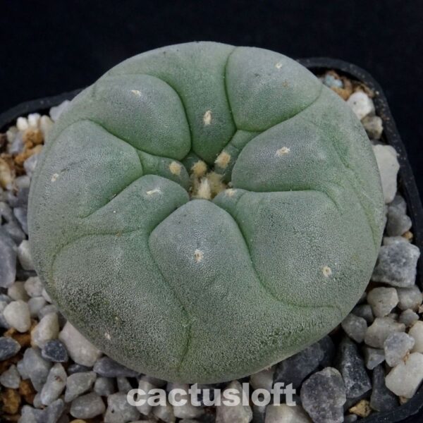 Lophophora  fricii