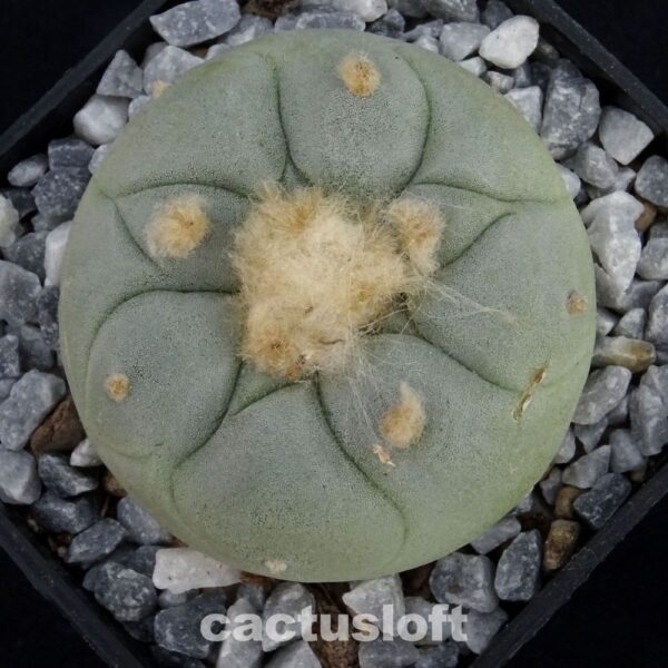 Lophophora  fricii