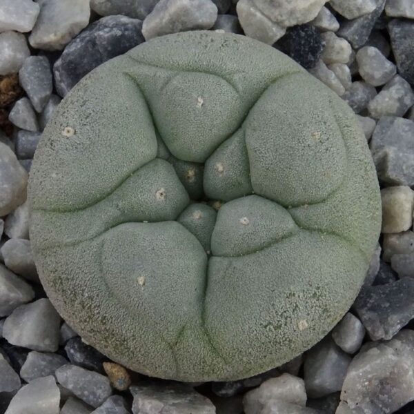 Lophophora  fricii cv. Takenaka
