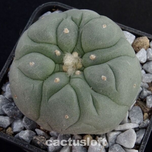 Lophophora  fricii cv. Takenaka