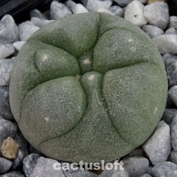 Lophophora  fricii  x  Lophophora diffusa cv. Koike