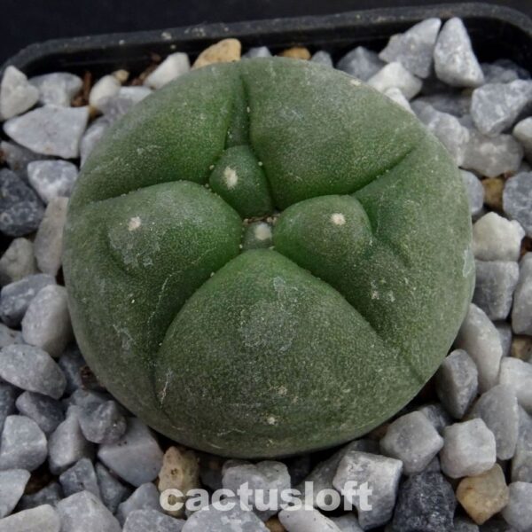 Lophophora  fricii  x  Lophophora diffusa cv. Koike
