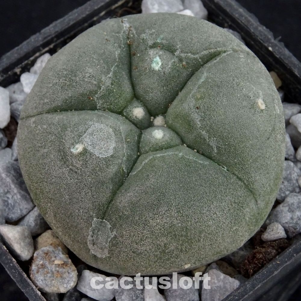 Lophophora  fricii  x  Lophophora diffusa cv. Koike