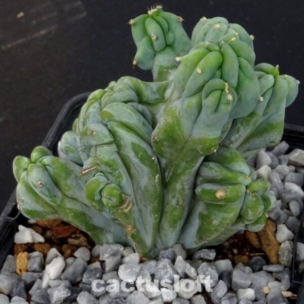 Myrtillocactus geometrizans f. cristata