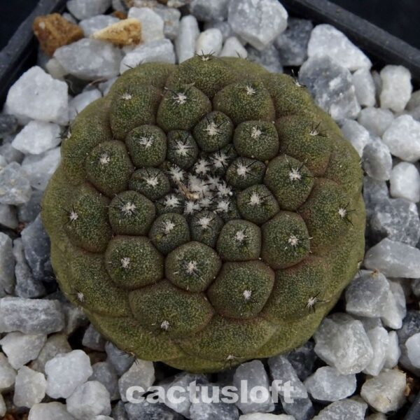 Copiapoa hypogaea