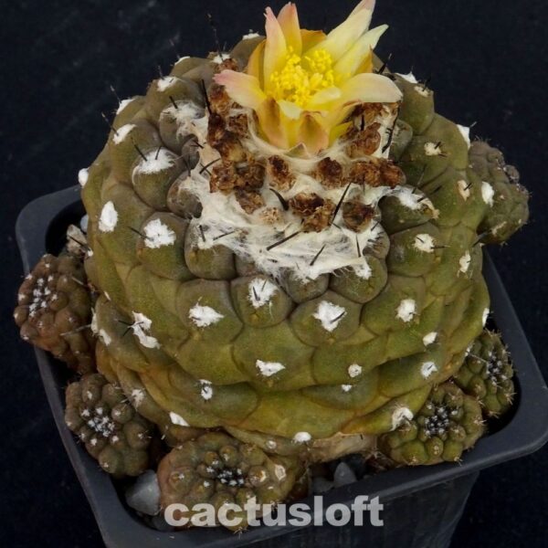 Copiapoa hypogaea
