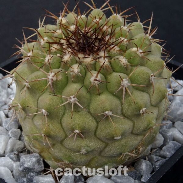 Copiapoa columna-alba