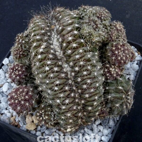 Copiapoa humilis f. cristata