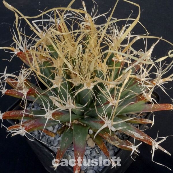 Leuchtenbergia principis
