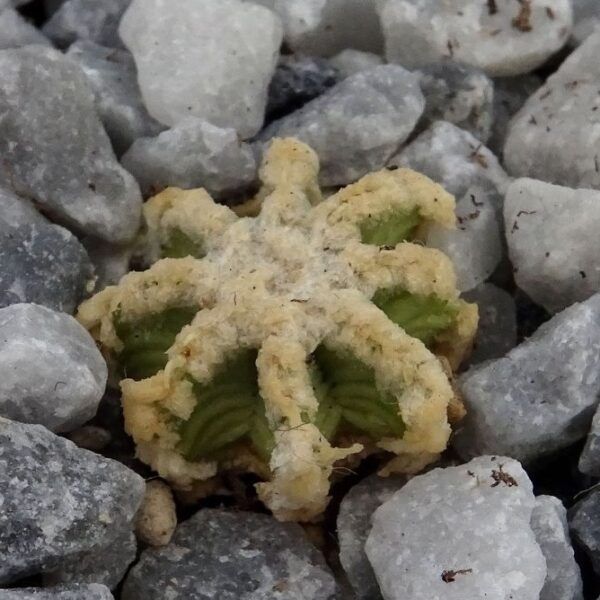 Aztekium hintonii