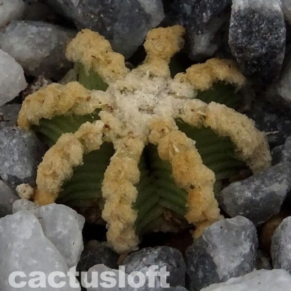 Aztekium hintonii