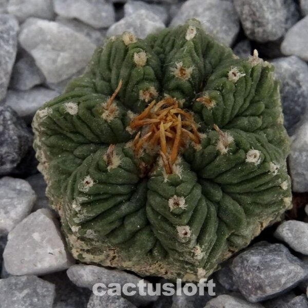 Aztekium ritteri
