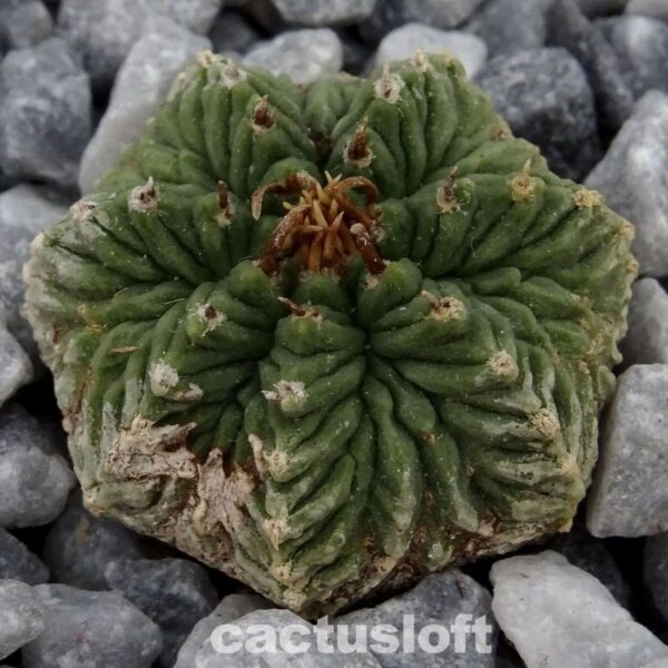 Aztekium ritteri