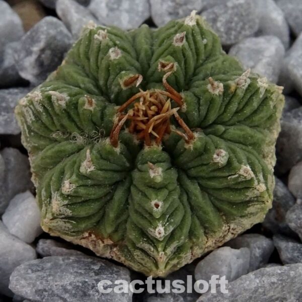 Aztekium ritteri