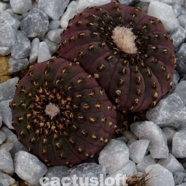 Frailea asteroides