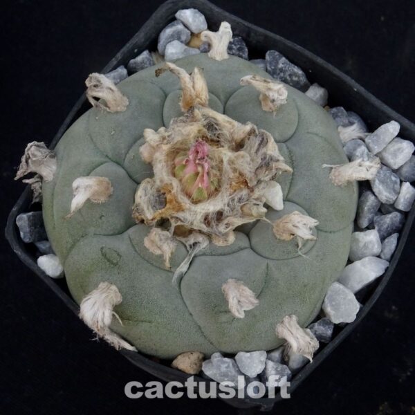 Lophophora williamsii  Growed Outside