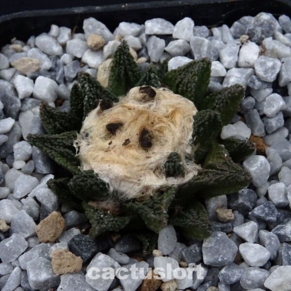 Ariocarpus  fissuratus v. hintonii