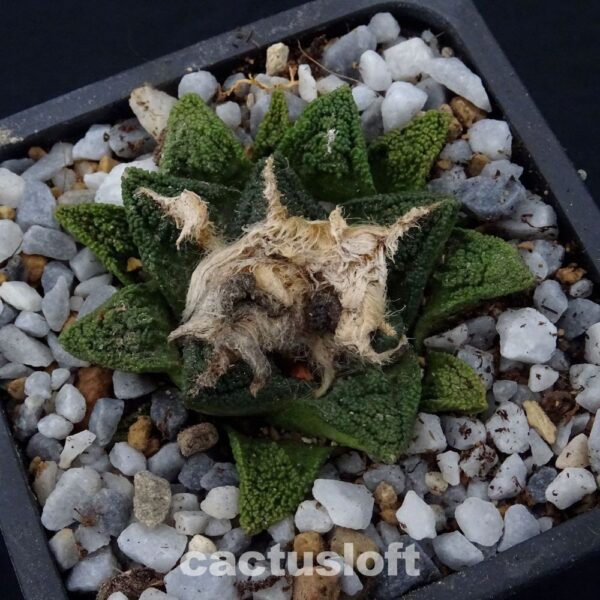 Ariocarpus  fissuratus v. hintonii  Matehuala