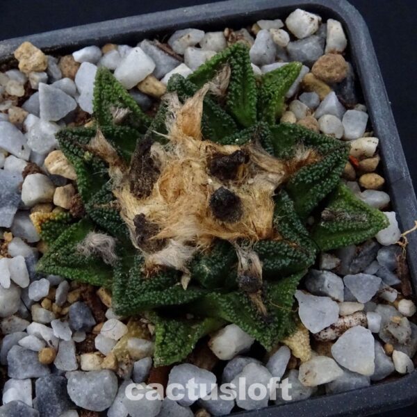 Ariocarpus  fissuratus v. hintonii  Matehuala