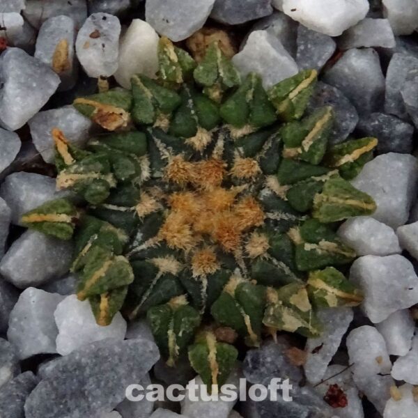 Ariocarpus  kotschoubeyanus v. albiflorus