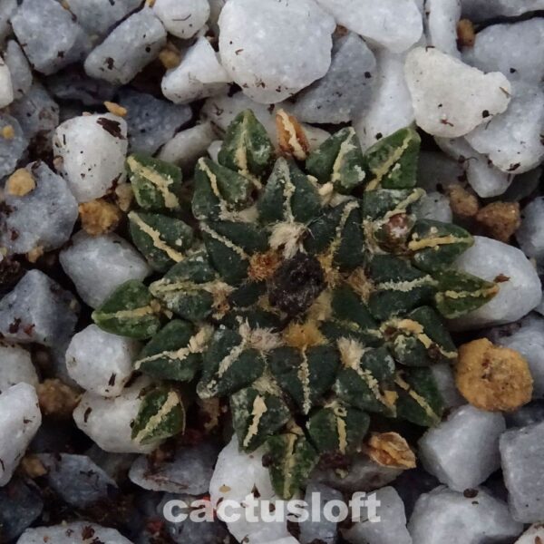 Ariocarpus  kotschoubeyanus
