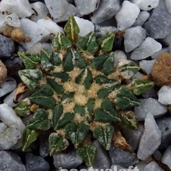 Ariocarpus  kotschoubeyanus