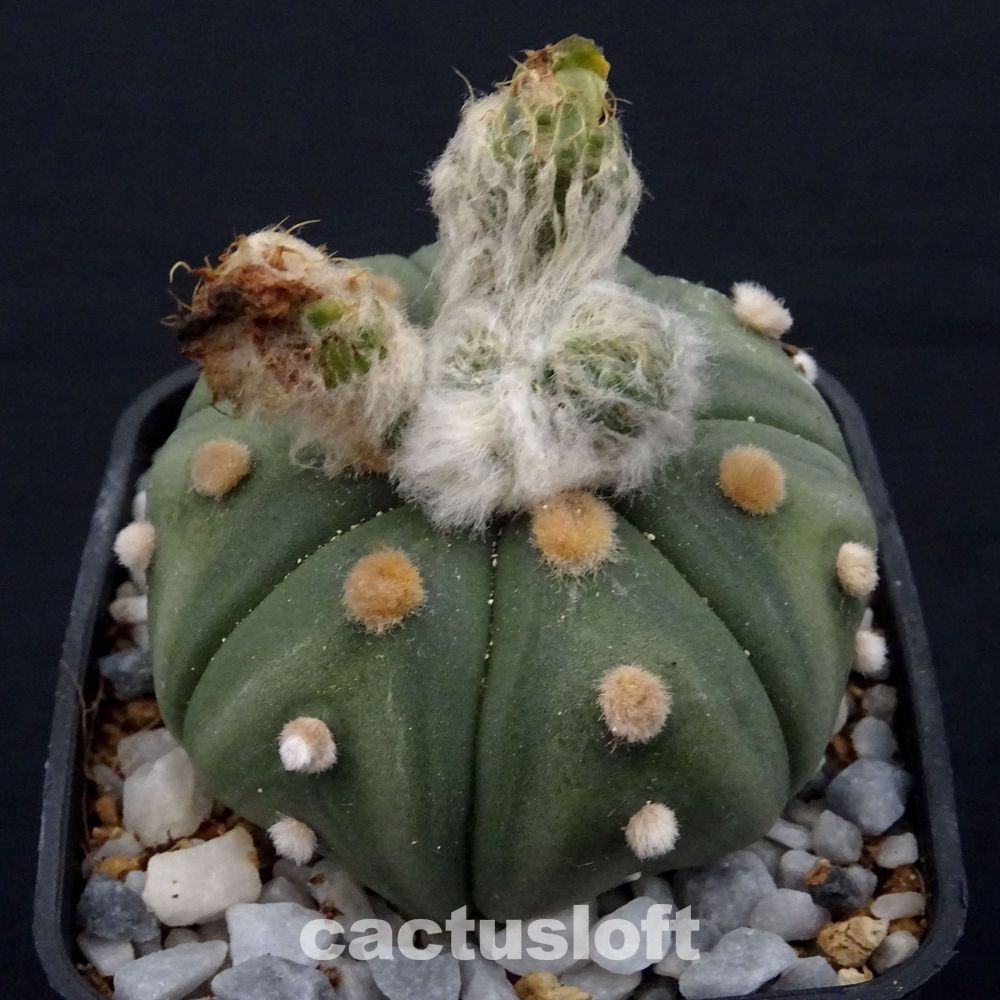 Astrophytum asterias