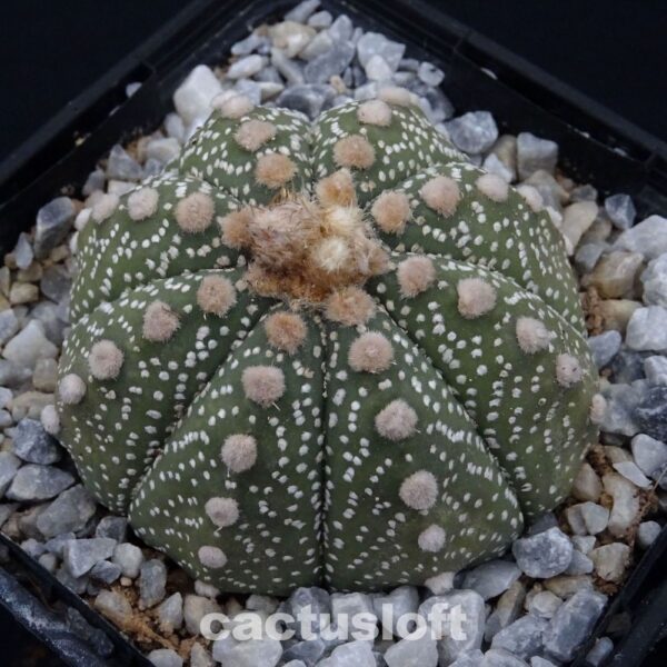 Astrophytum asterias