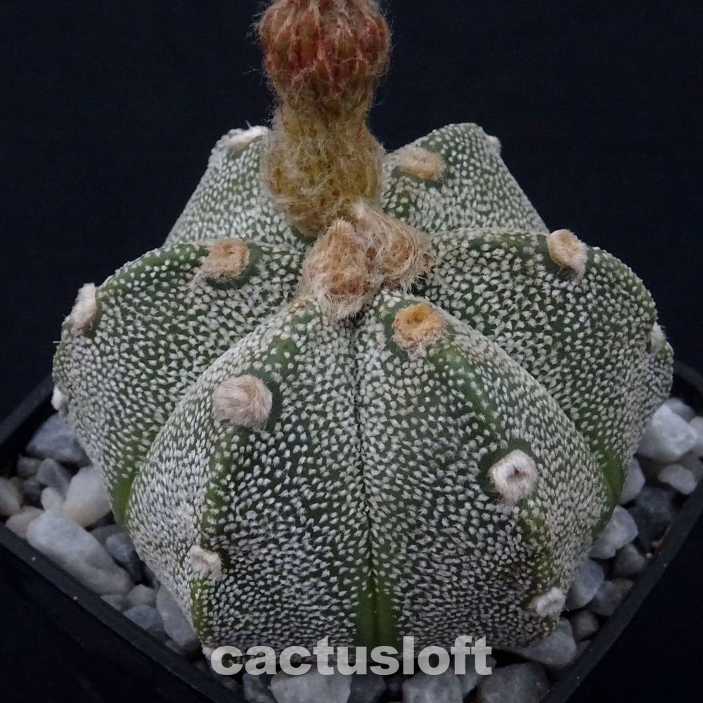 Astrophytum asterias  x  Astrophytum coahuilense