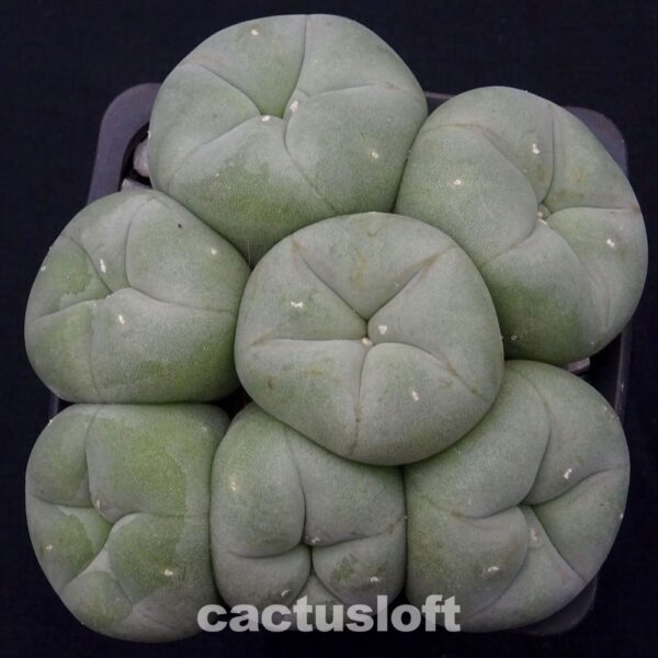 Lophophora diffusa