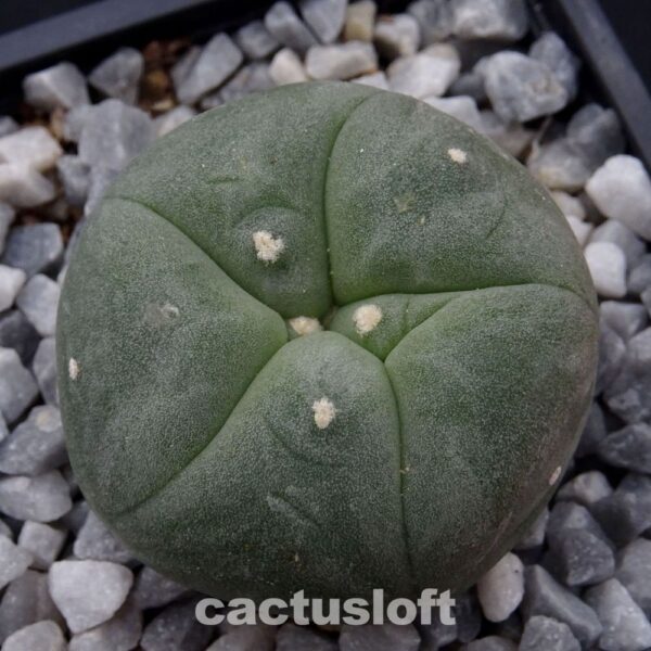 Lophophora fricii  x  Lophophora diffusa cv. Koike