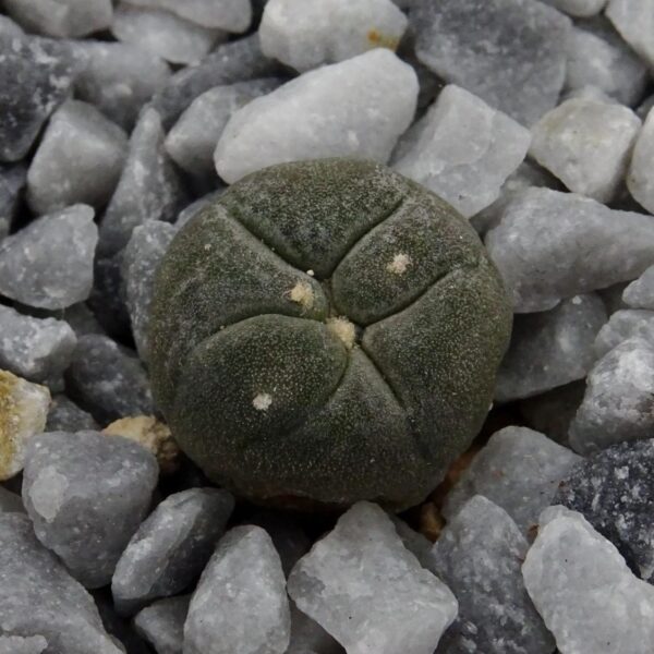 Lophophora alberto-vojtechii  Vanegas
