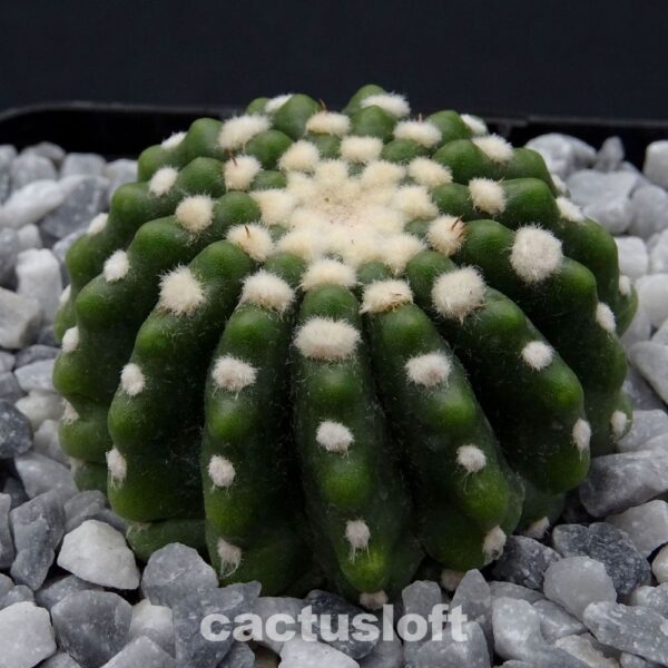 Notocactus