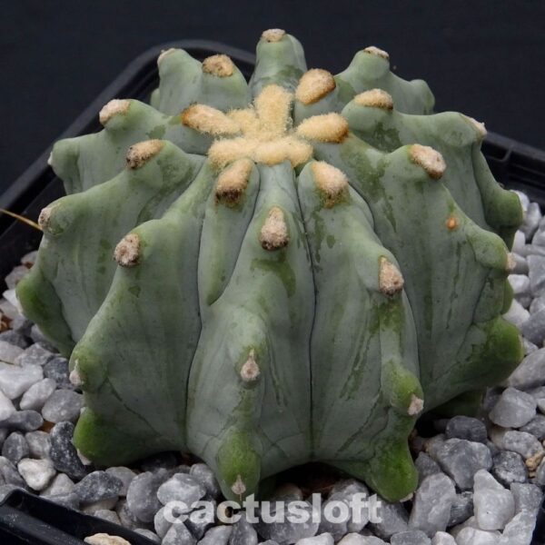 Ferocactus